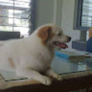 Meet your Posher, Jan michael